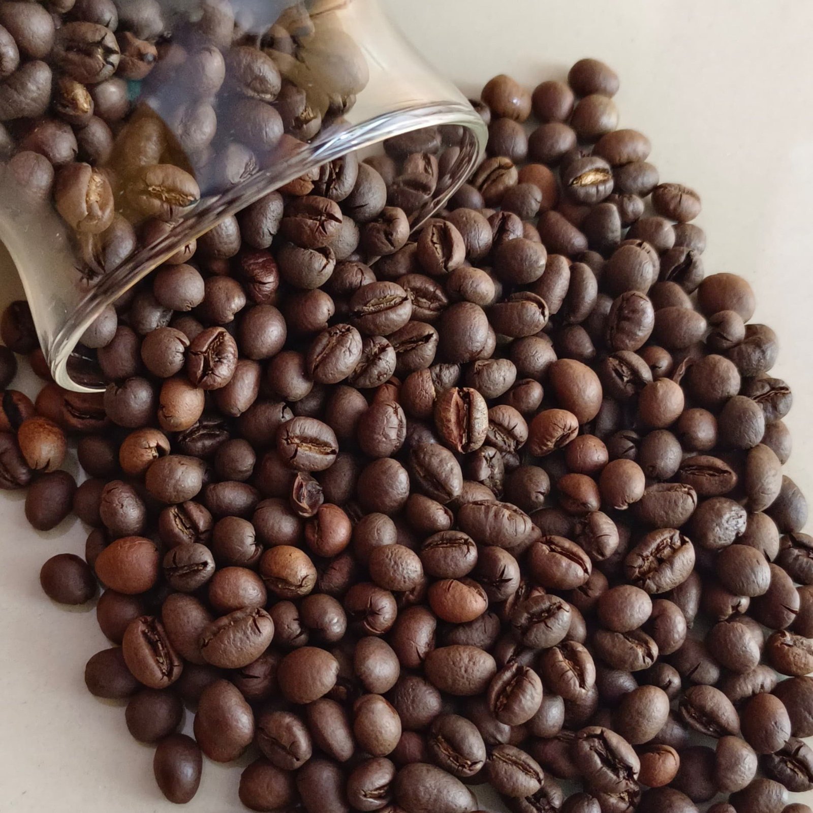 Robusta Coffee